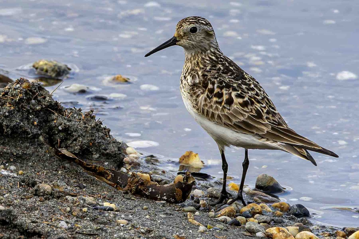 Baird's Sandpiper - ML638327151