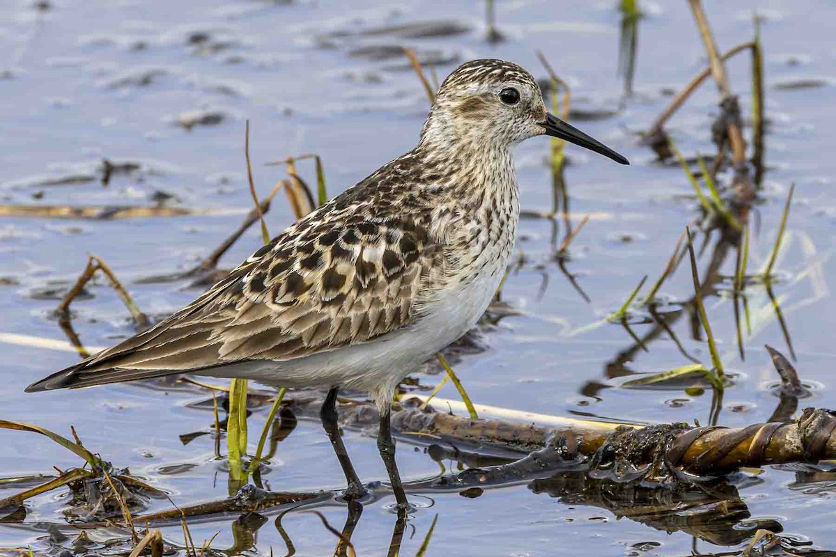Baird's Sandpiper - ML638327153