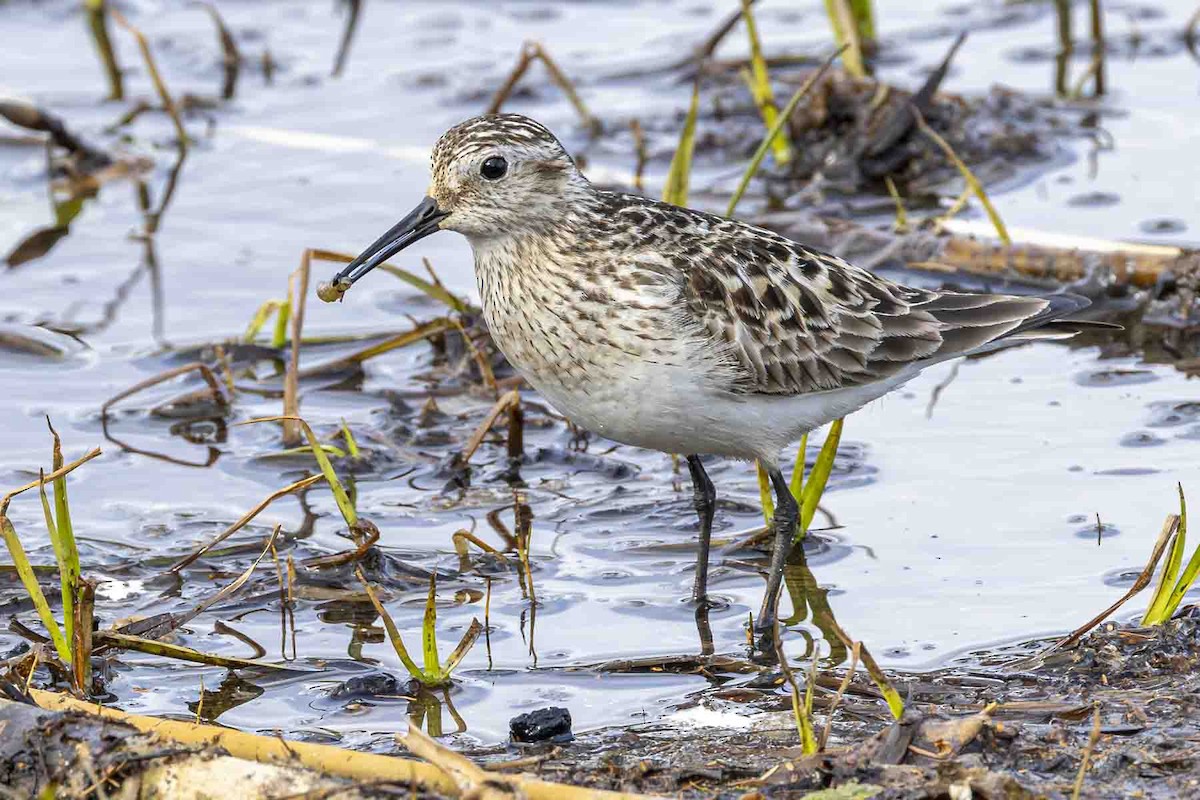 Baird's Sandpiper - ML638327155