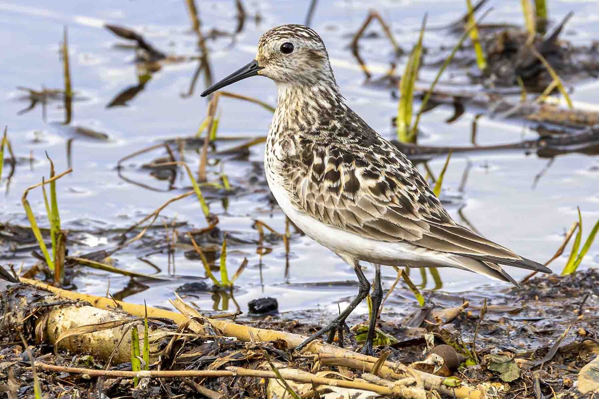 Baird's Sandpiper - ML638327156