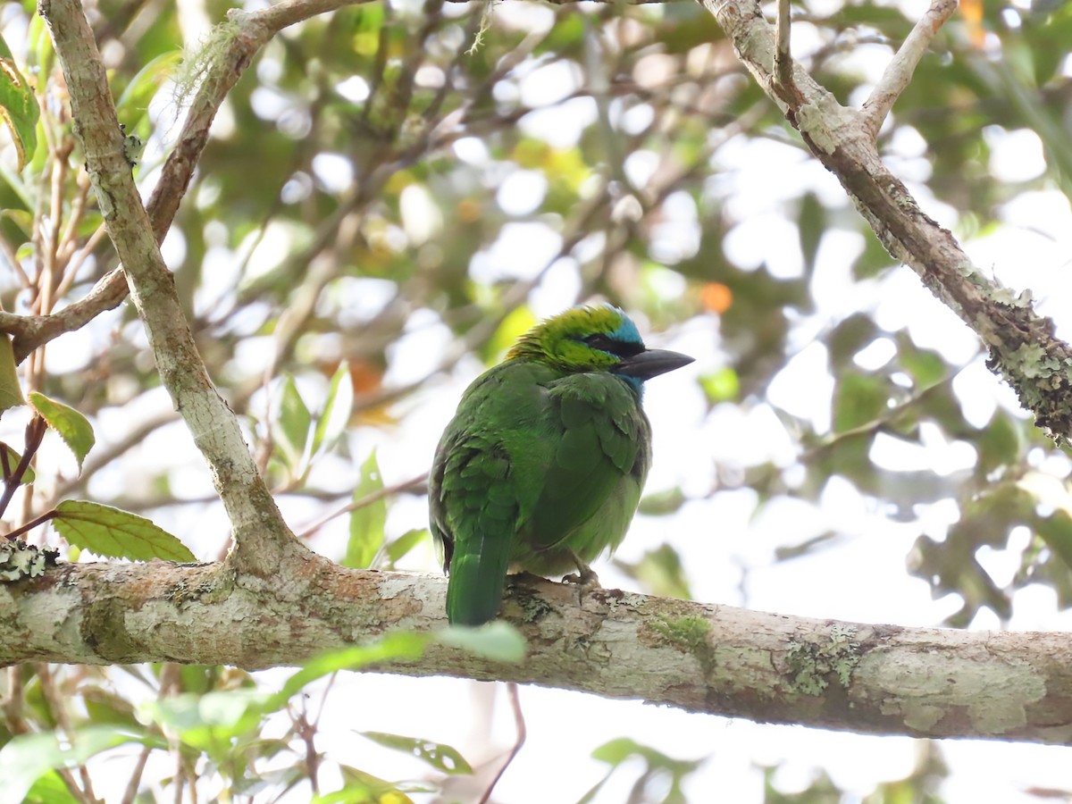 Prachtbartvogel - ML638327162