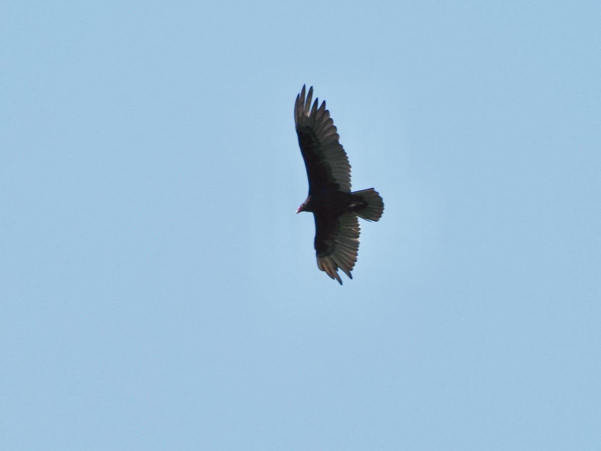 Aura Gallipavo - ML638327165