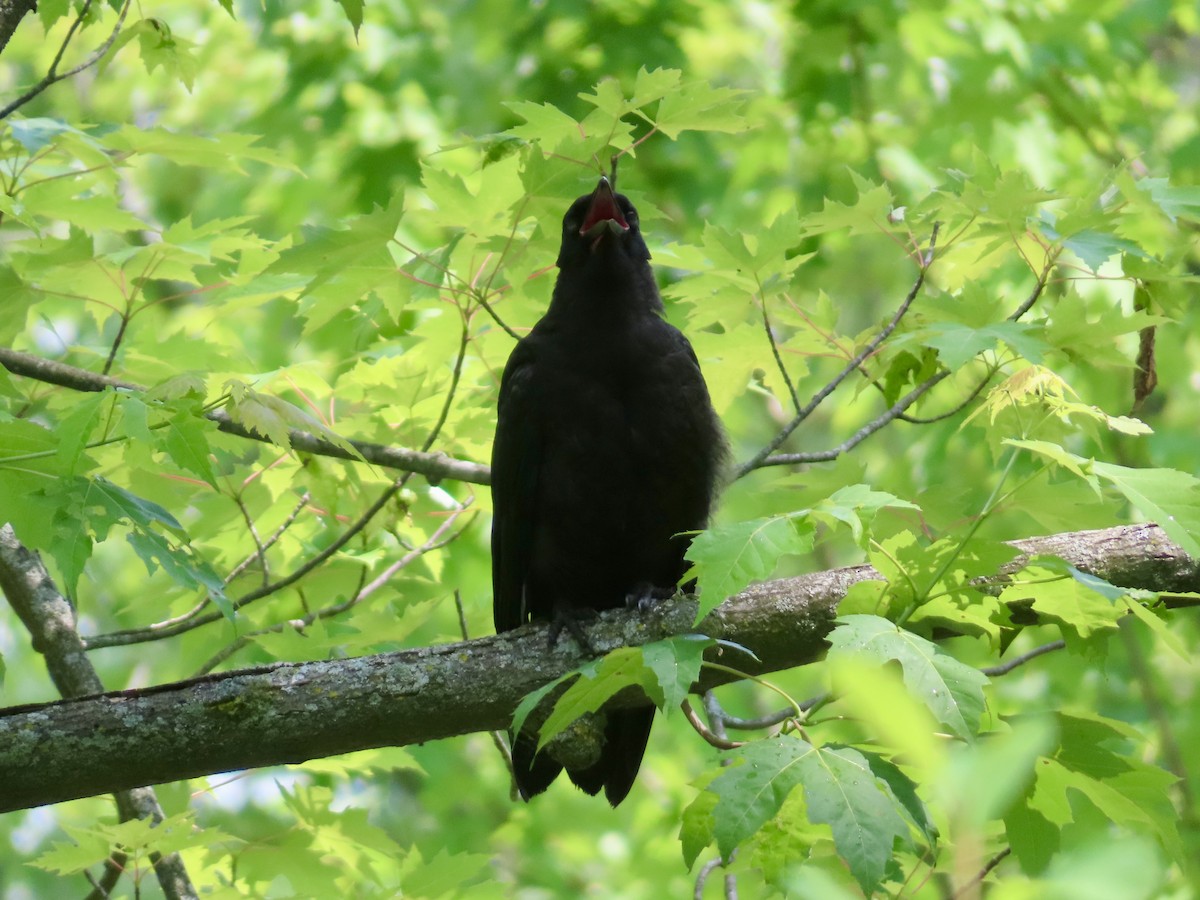 American Crow - ML638327170