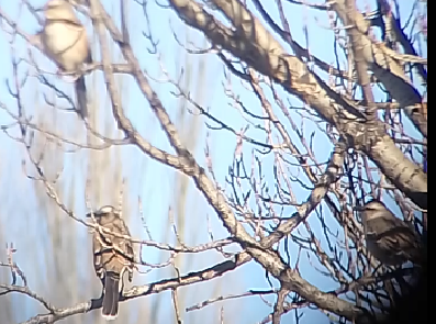 Patagonian Mockingbird - ML638327174