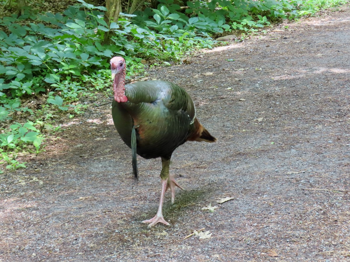 Wild Turkey - ML638327176