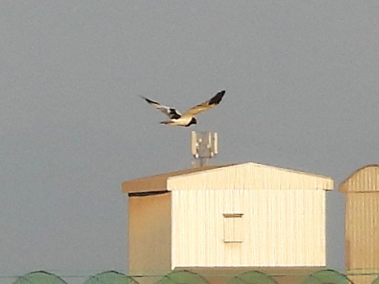 Pied Harrier - ML638327179