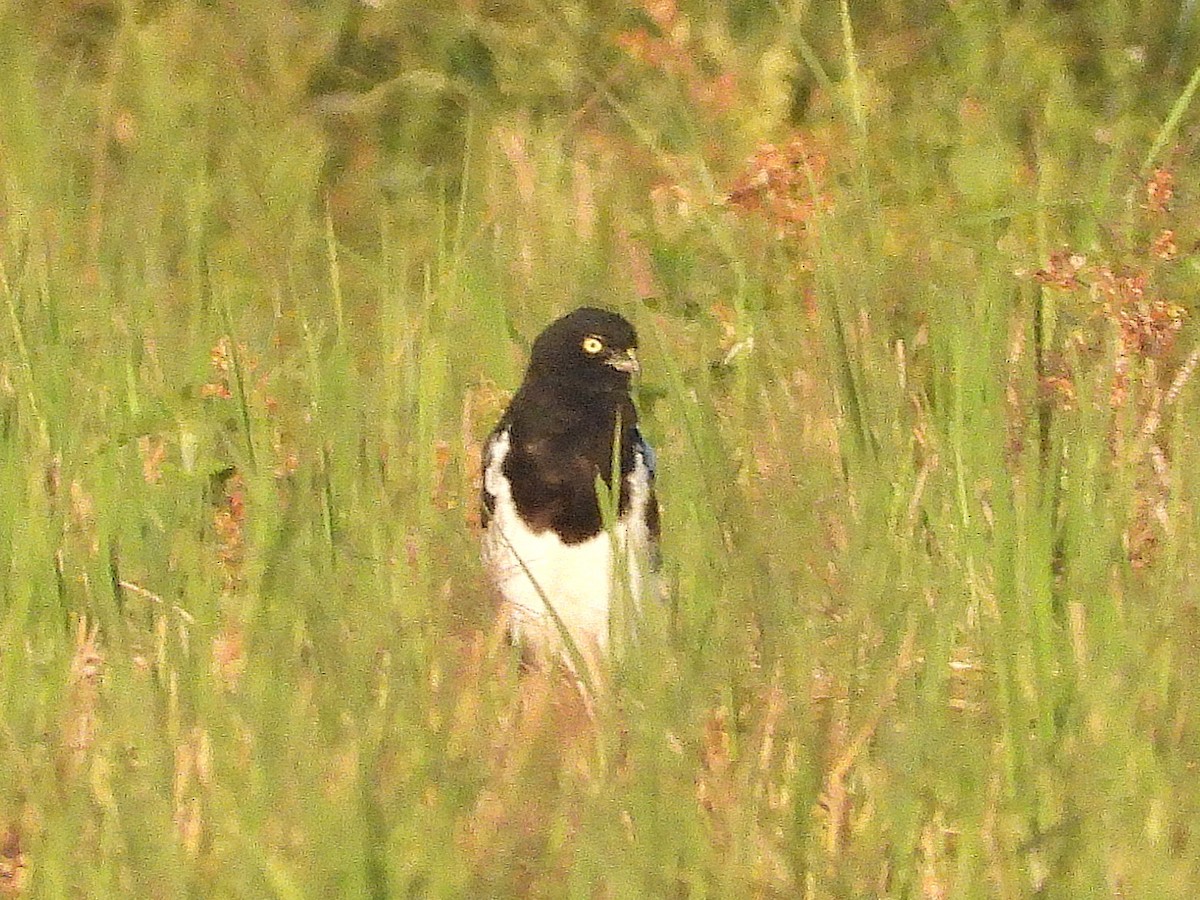 Pied Harrier - ML638327181