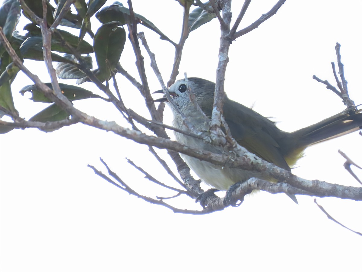 Pale-faced Bulbul - ML638327184