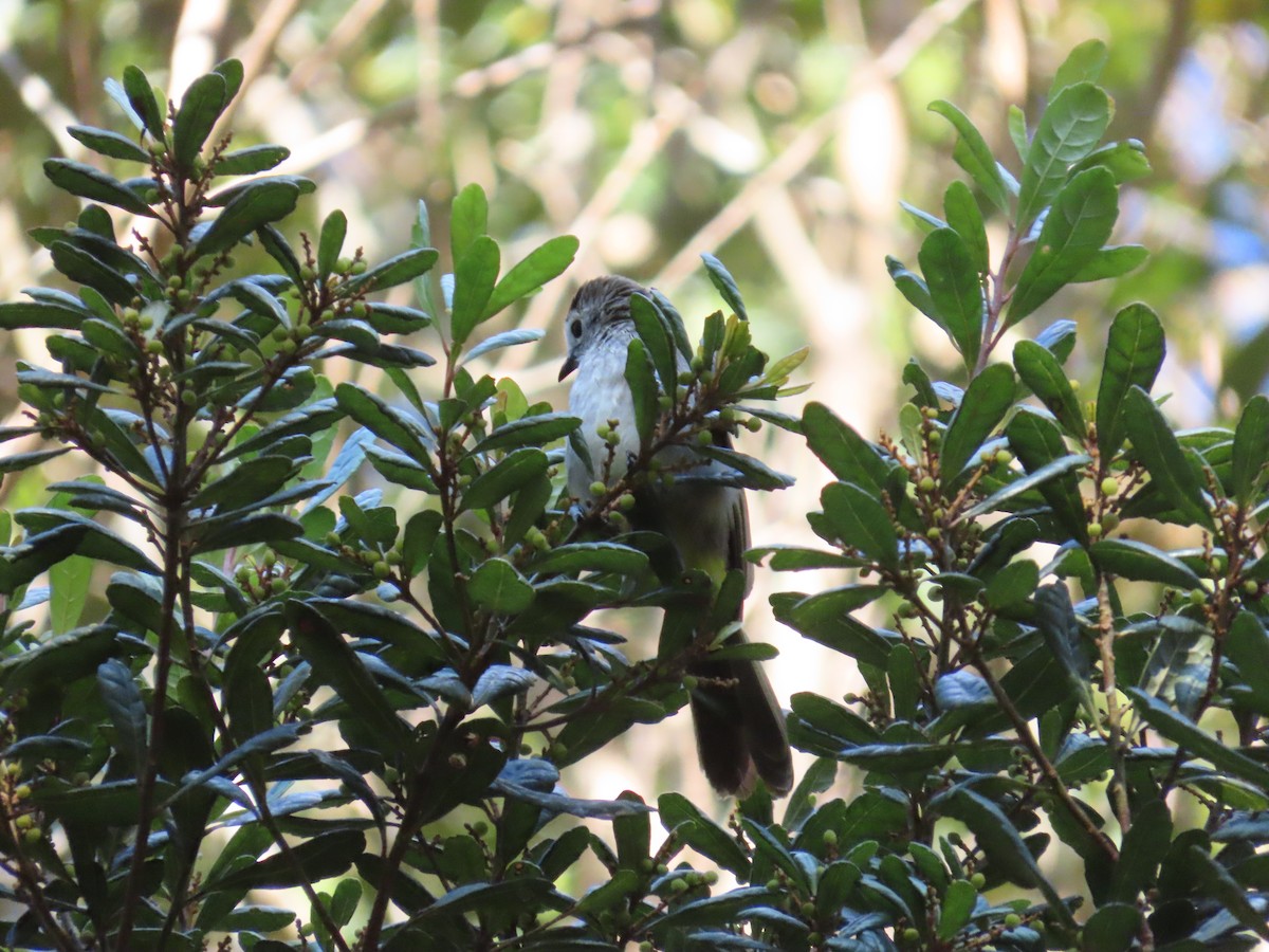 Pale-faced Bulbul - ML638327187