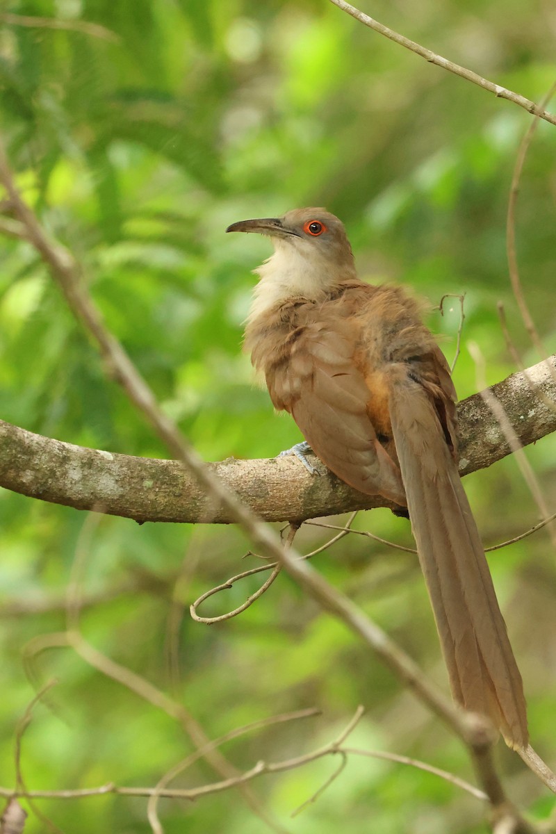 Great Lizard-Cuckoo (Cuban) - ML638327198