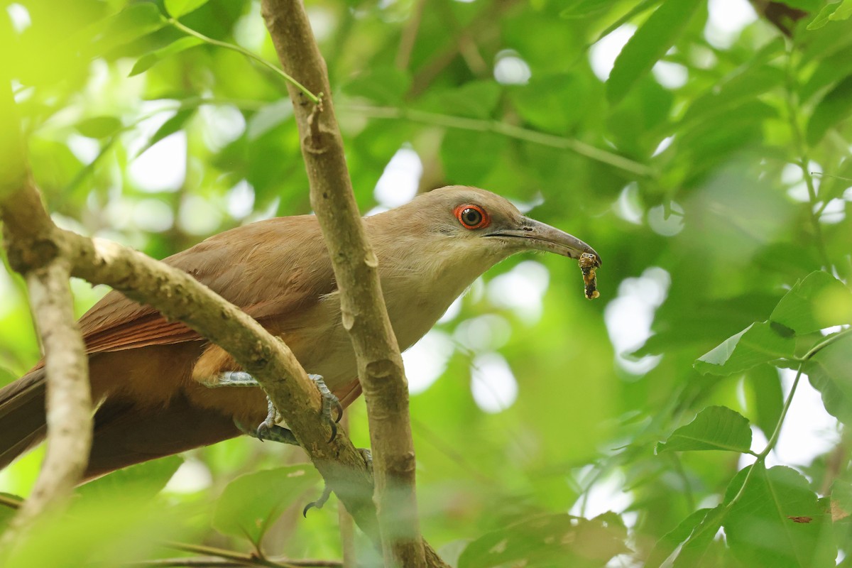 Great Lizard-Cuckoo (Cuban) - ML638327200