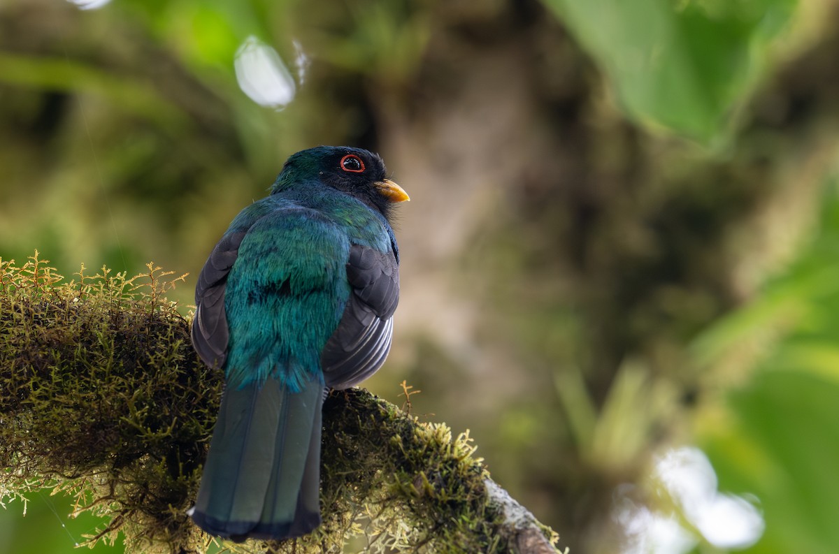 Masked Trogon - ML638327205