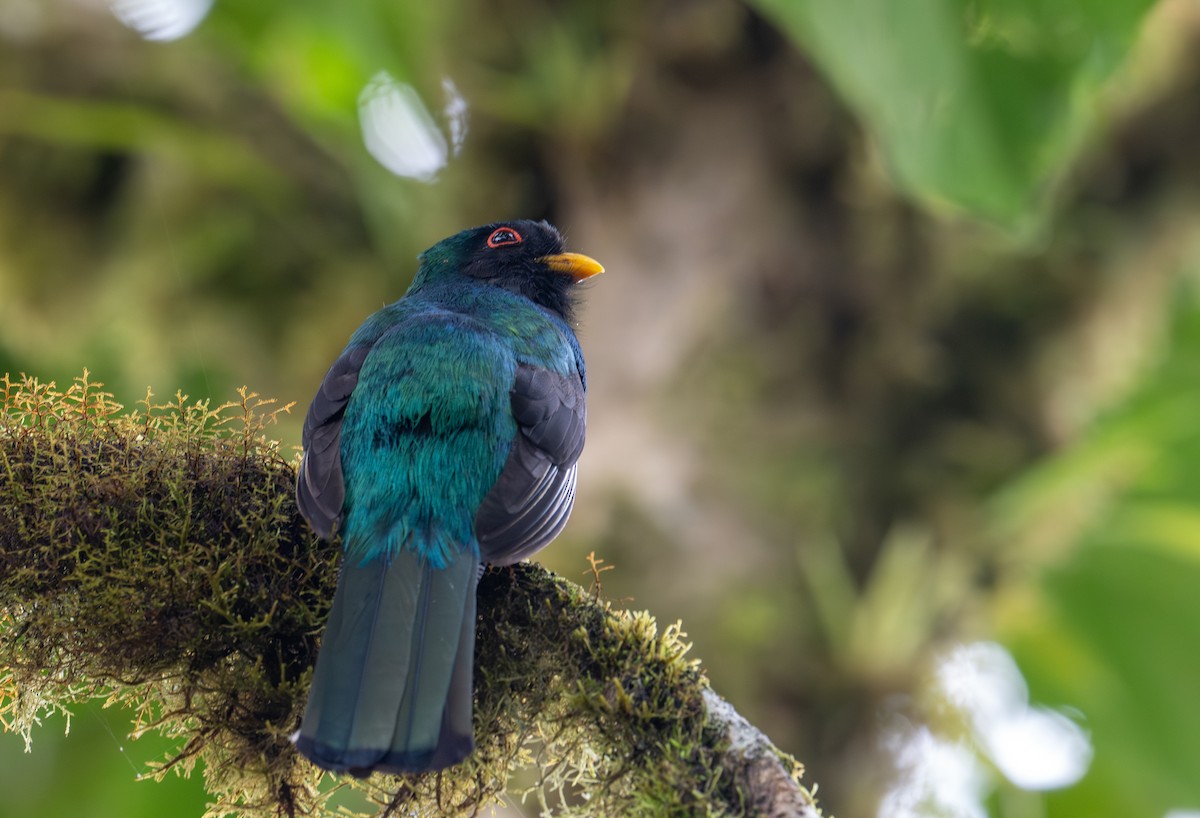 Masked Trogon - ML638327207