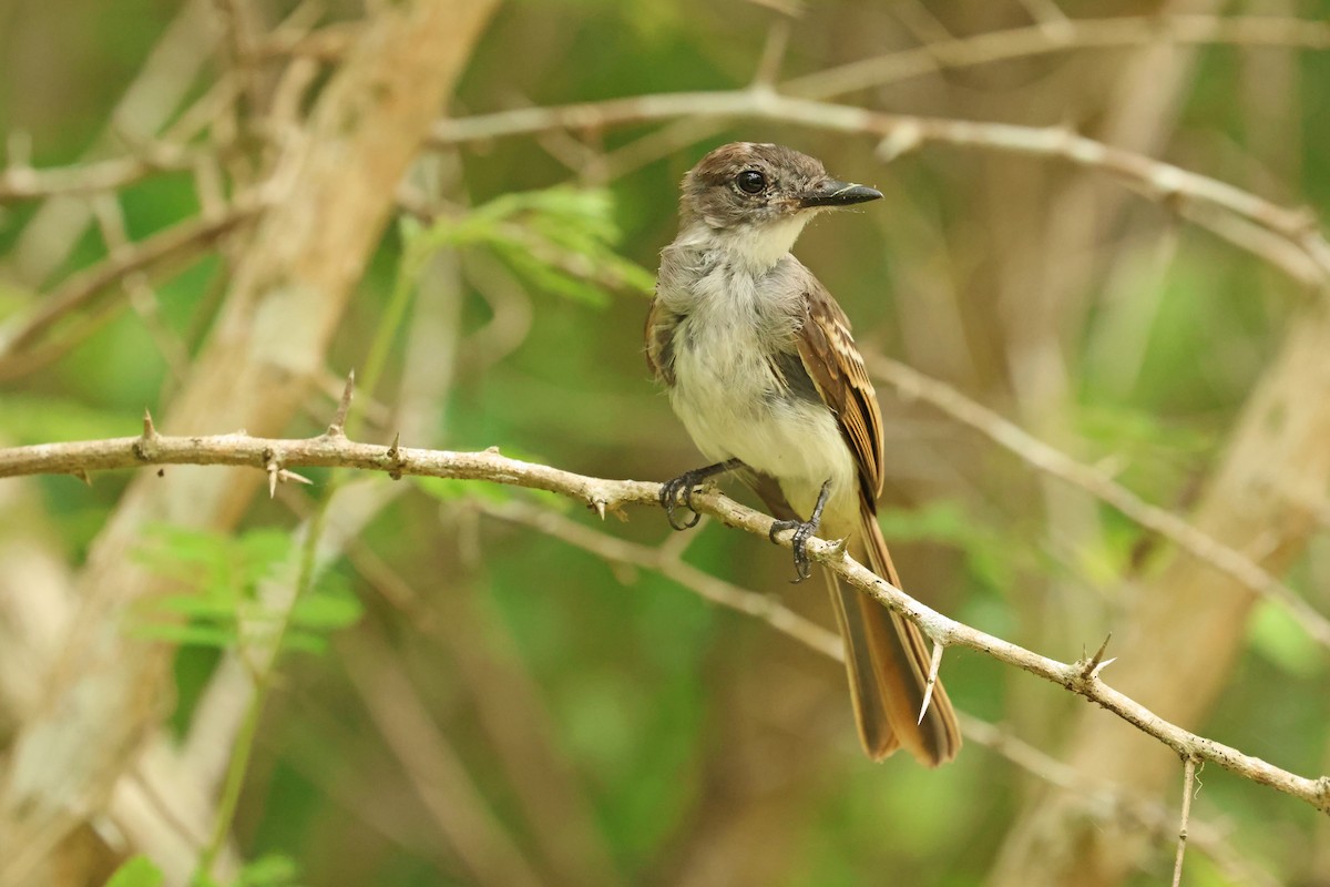 La Sagra's Flycatcher - ML638327212