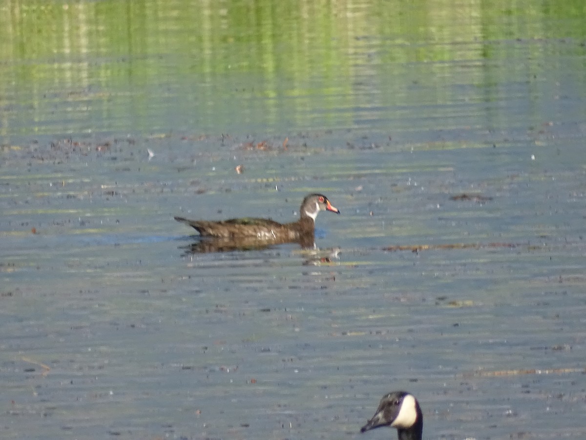 Canard branchu - ML638327214