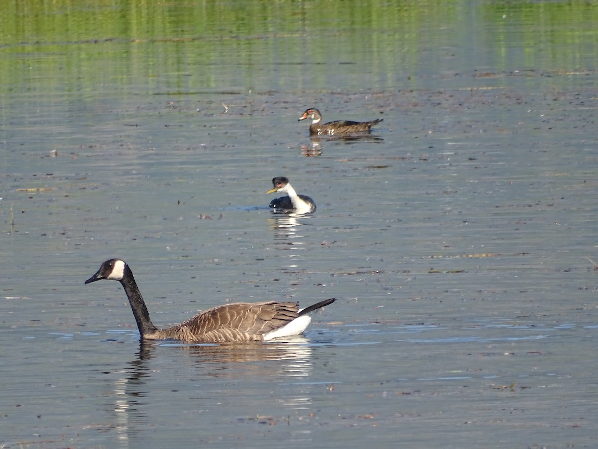 Canard branchu - ML638327215