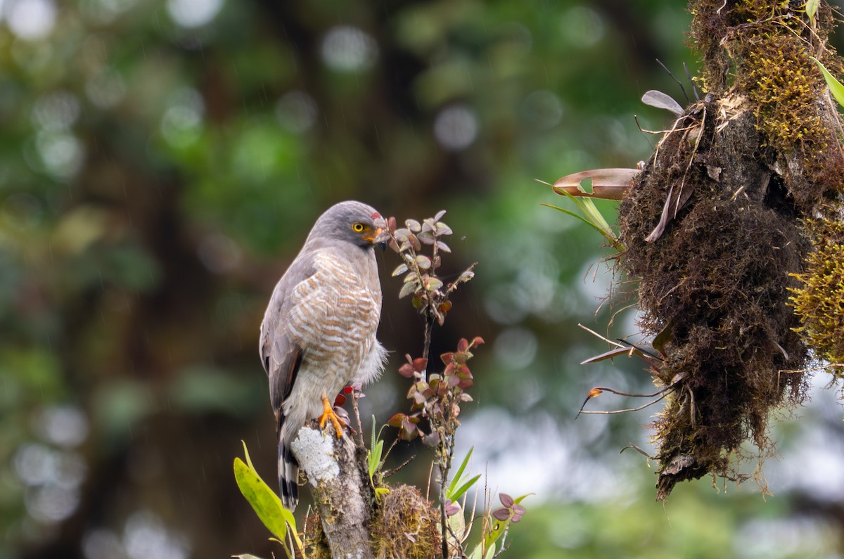 Roadside Hawk - ML638327218