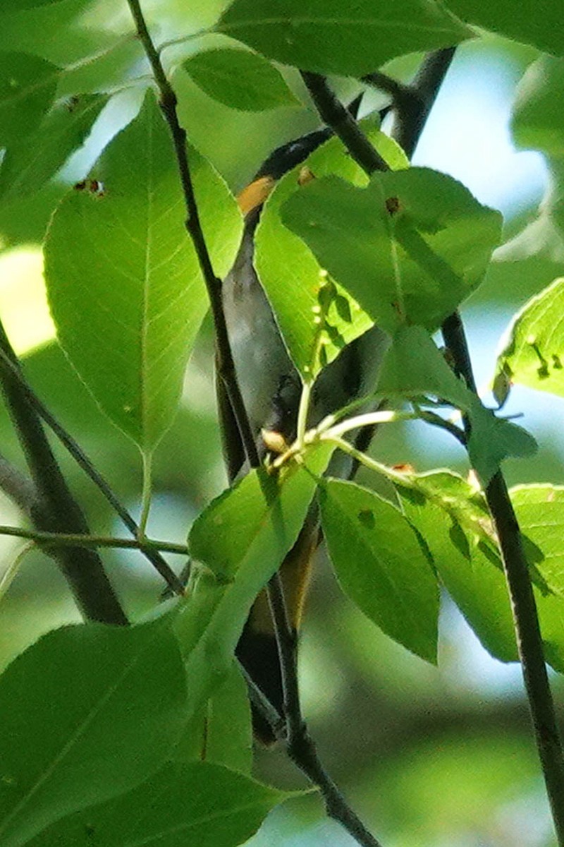 American Redstart - ML638327219