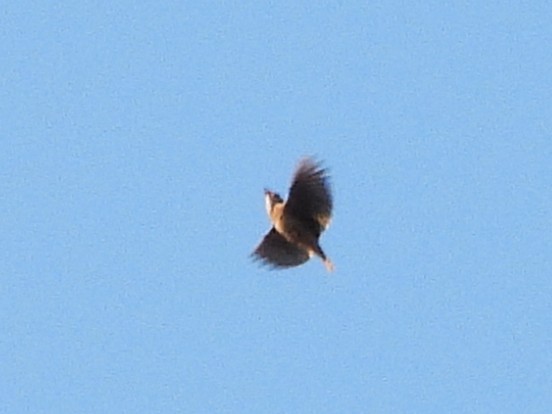 Oriental Skylark - ML638327220