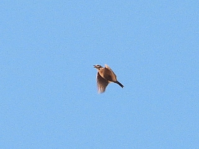 Oriental Skylark - ML638327221