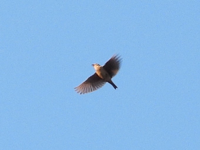 Oriental Skylark - ML638327222