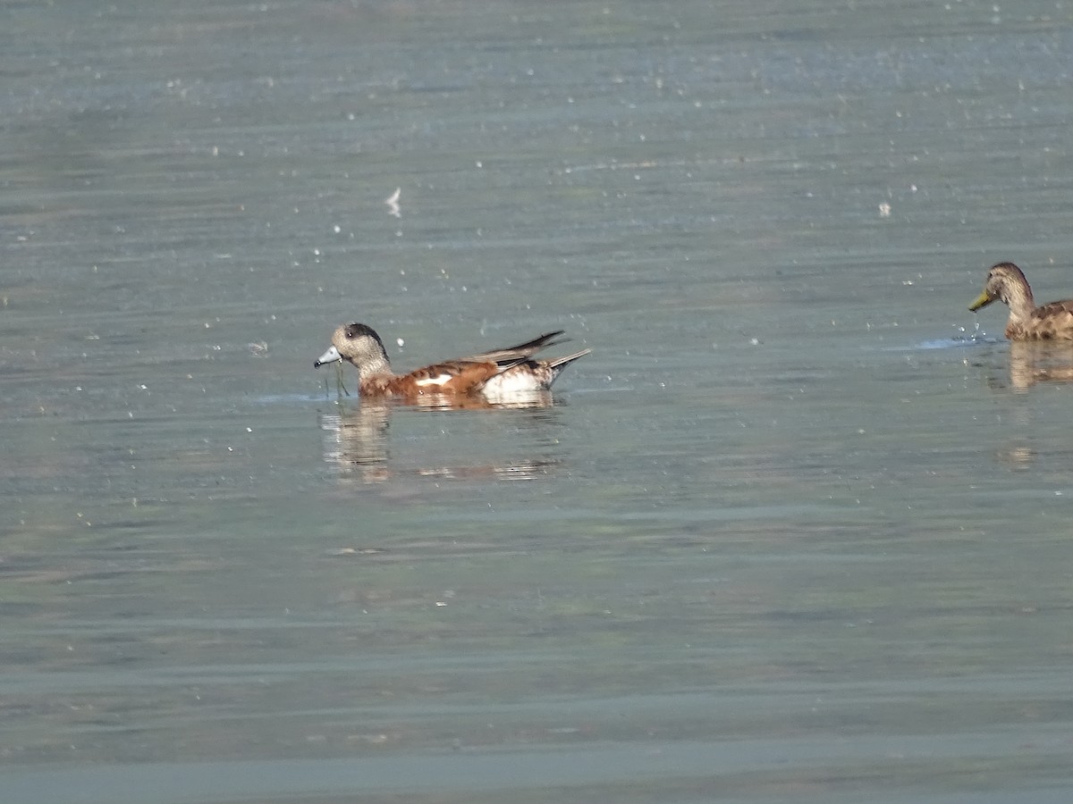 Canard d'Amérique - ML638327224