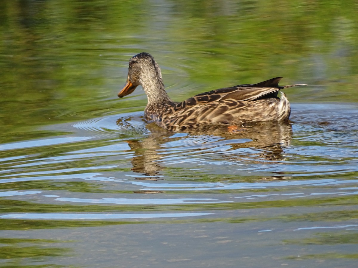Canard colvert - ML638327228