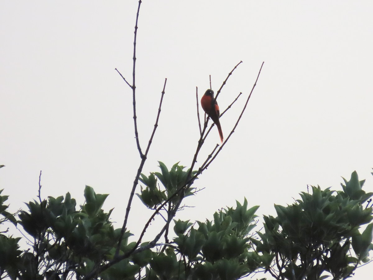 Gray-chinned Minivet - ML638327231