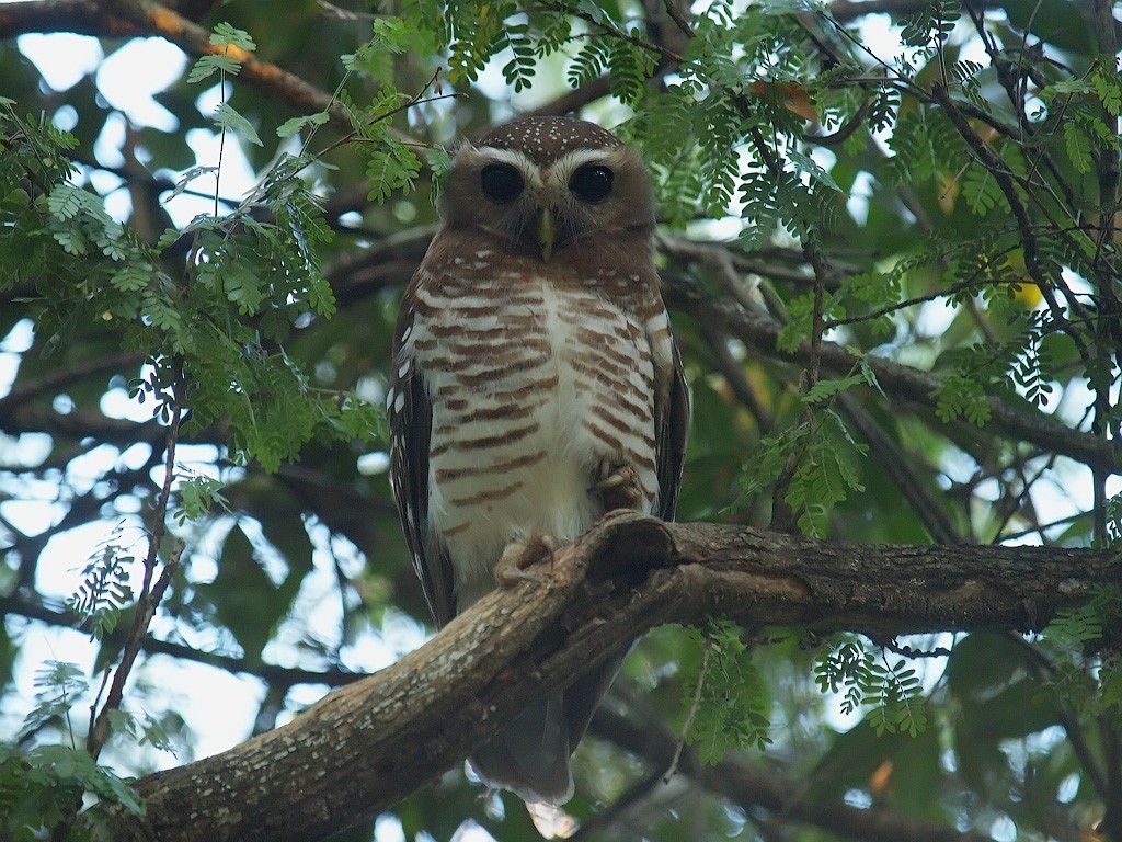 White-browed Owl - ML638327235