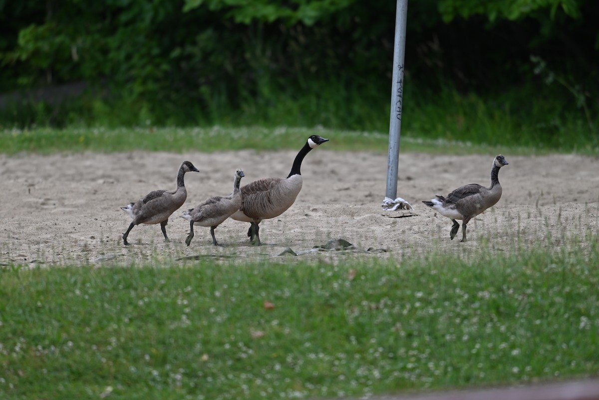 Canada Goose - ML638327242