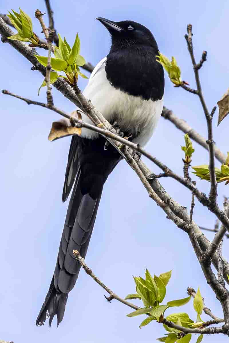 Black-billed Magpie - ML638327250