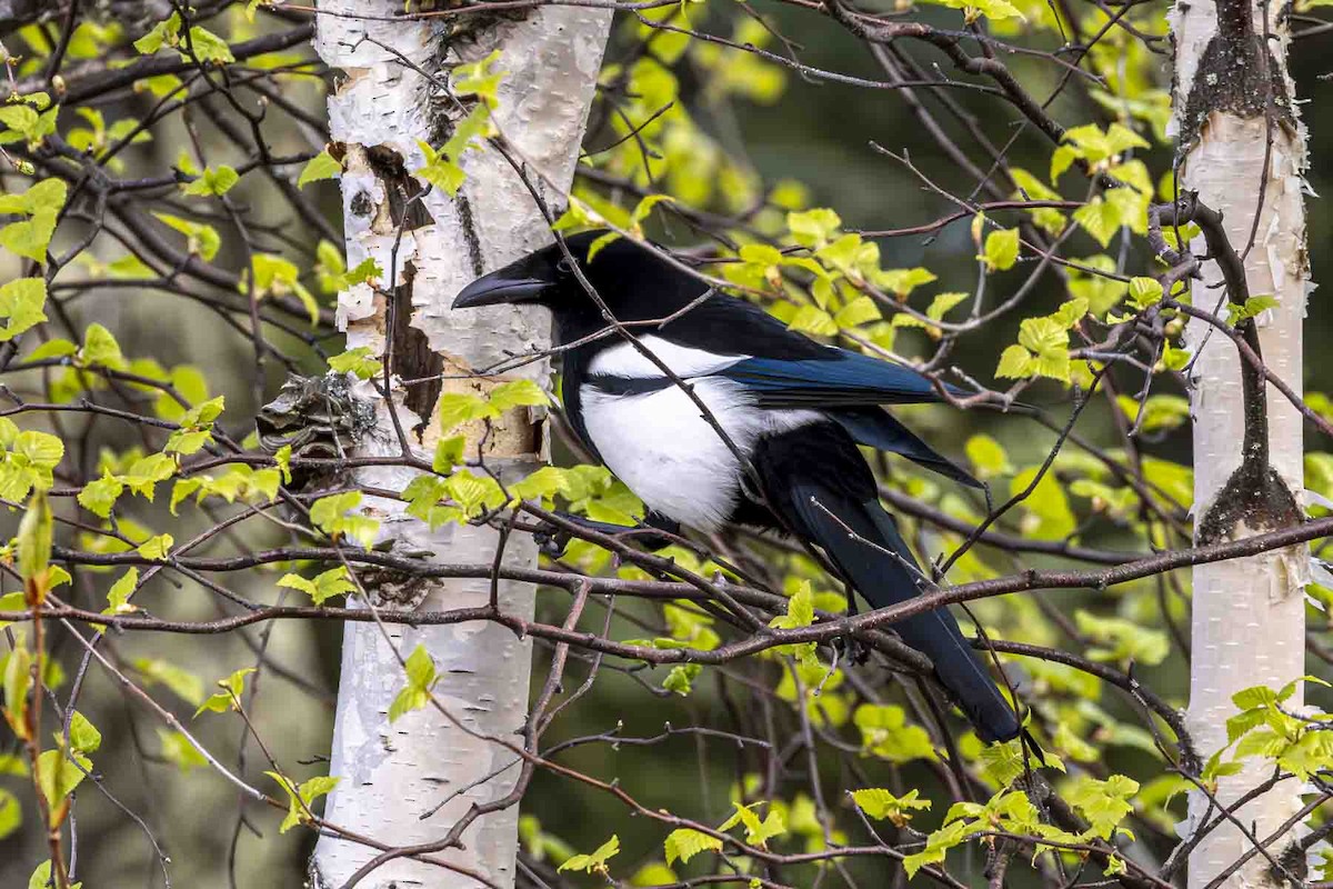 Black-billed Magpie - ML638327251