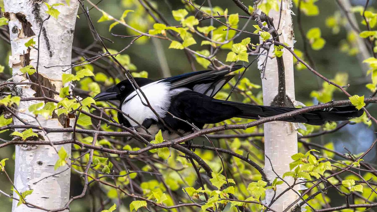 Black-billed Magpie - ML638327252