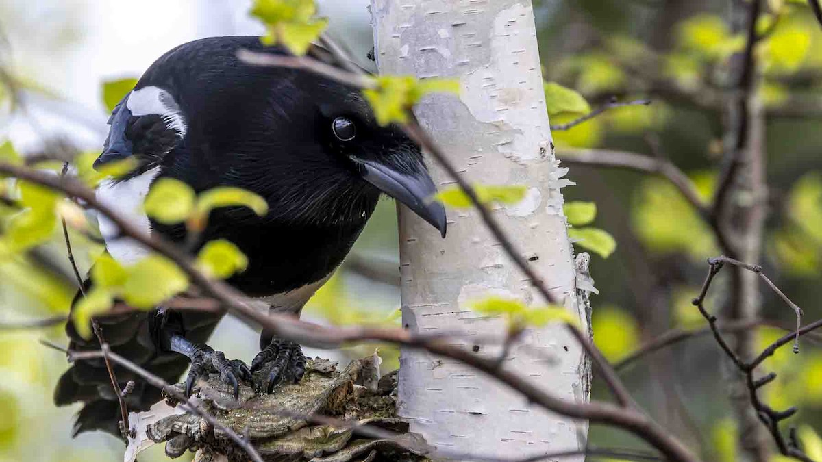 Black-billed Magpie - ML638327253