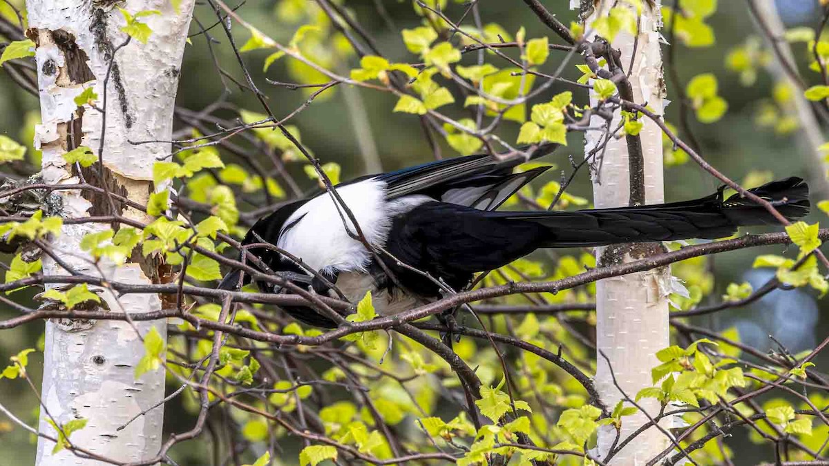 Black-billed Magpie - ML638327254