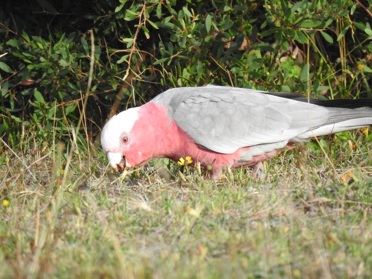 Galah - ML638327256