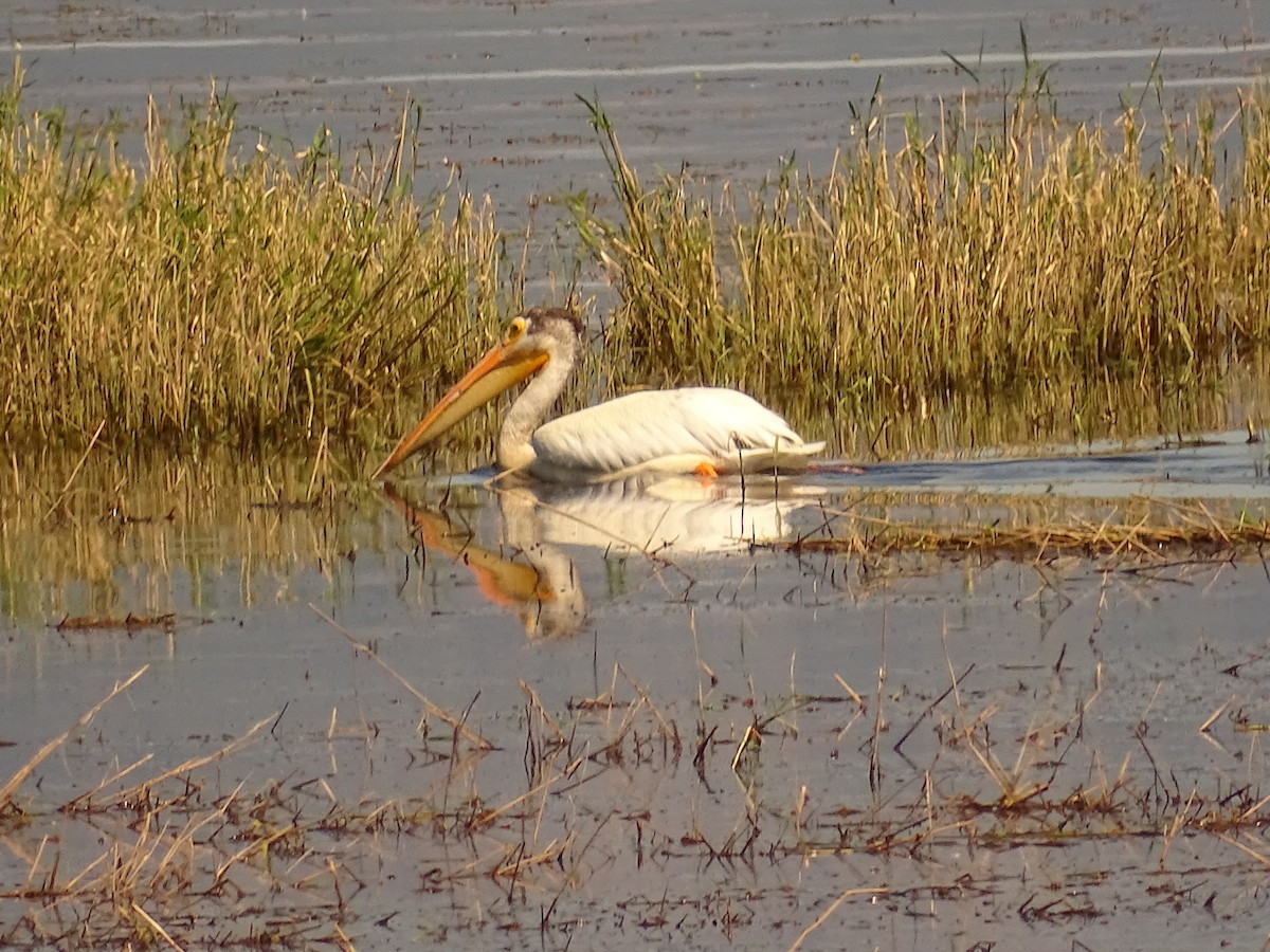 American White Pelican - ML638327326