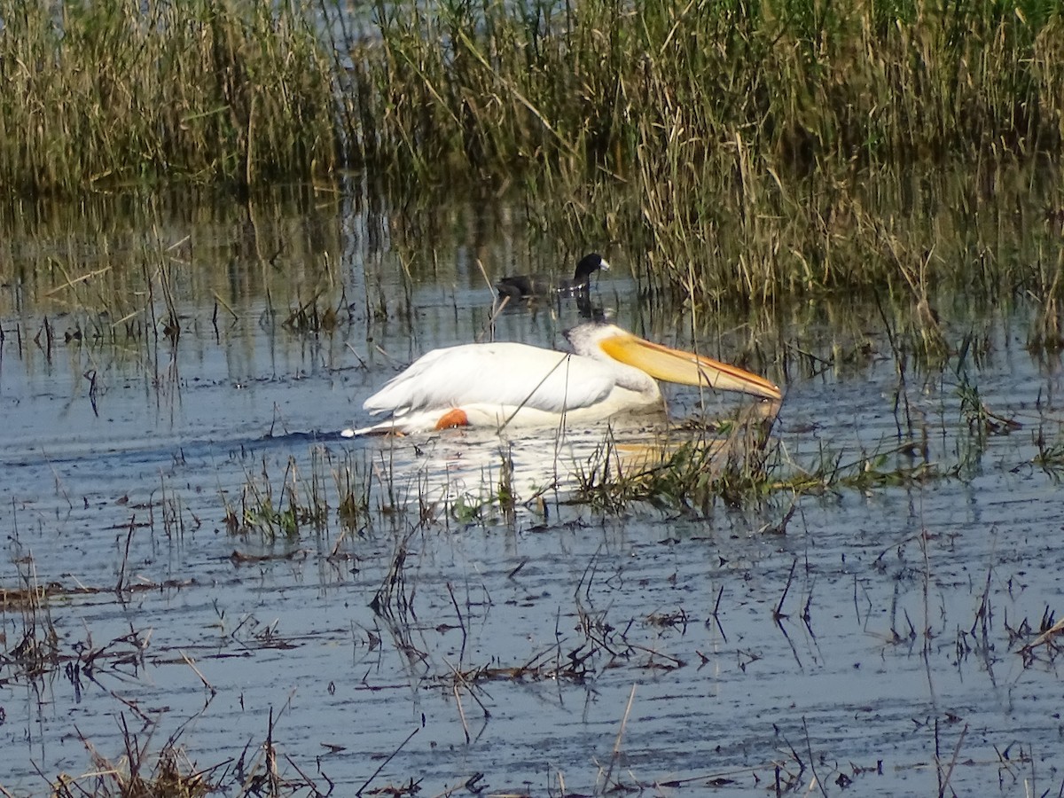 American White Pelican - ML638327327
