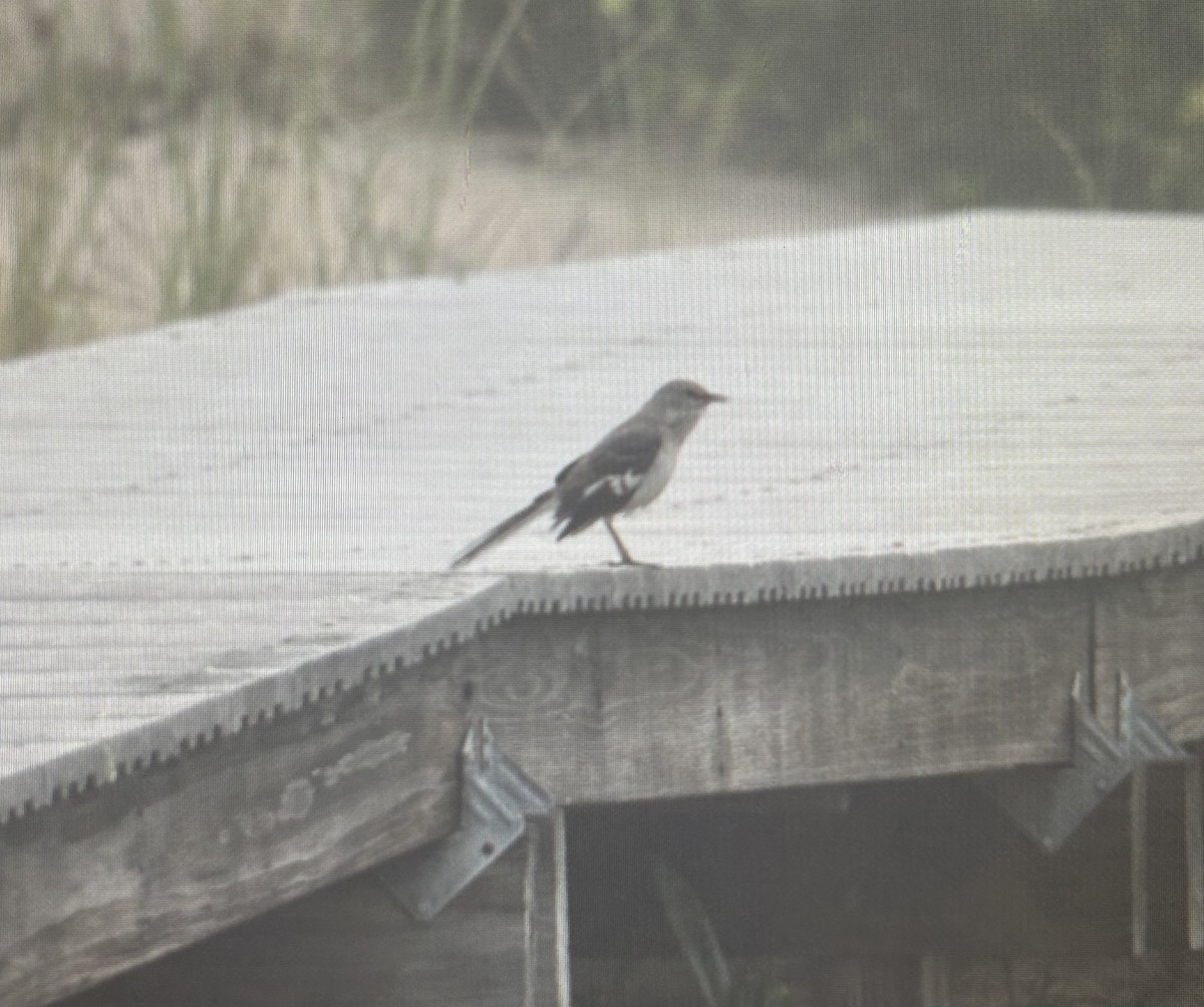 Northern Mockingbird - ML638327337