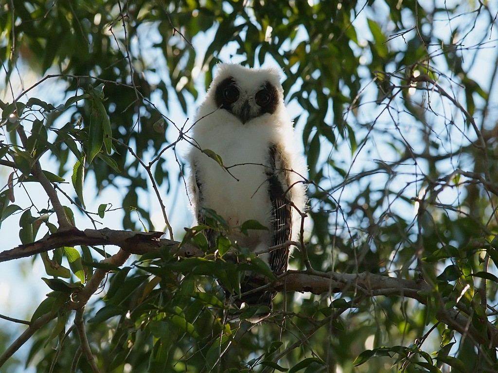 Madagascar Owl - ML638327344