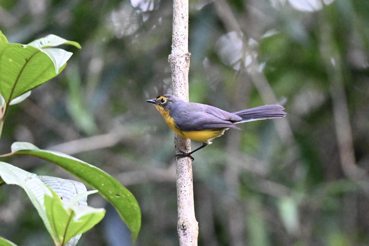 Spectacled Redstart - ML638327351