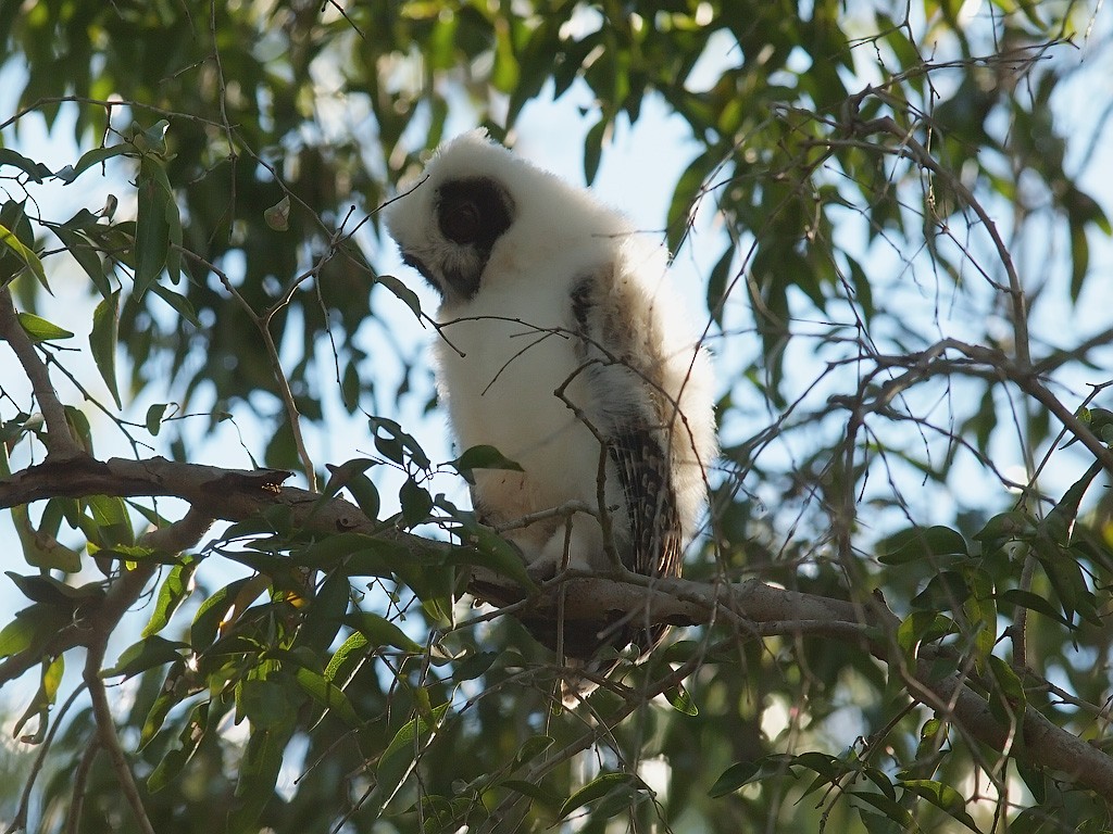 Madagascar Owl - ML638327355