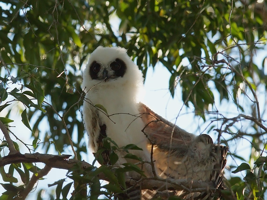 Madagascar Owl - ML638327356