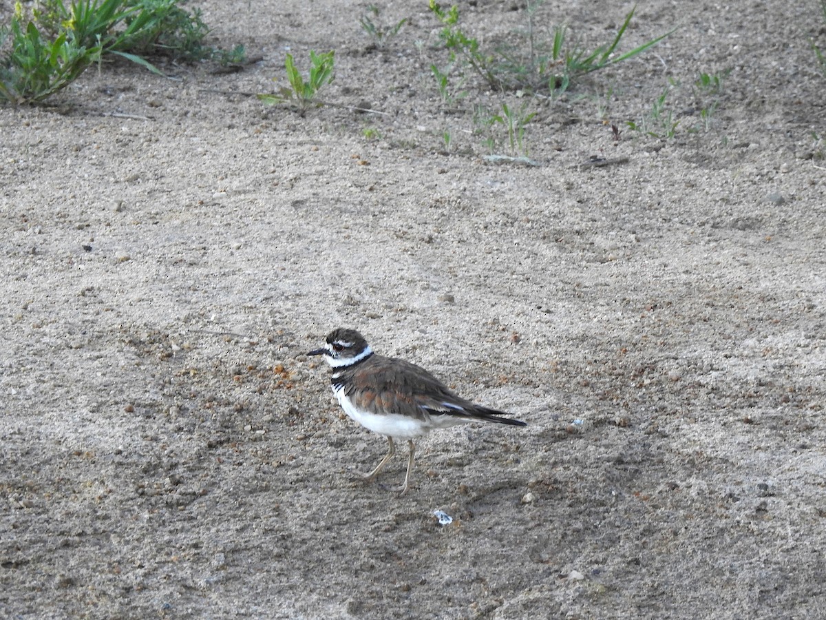 Killdeer - ML638327357