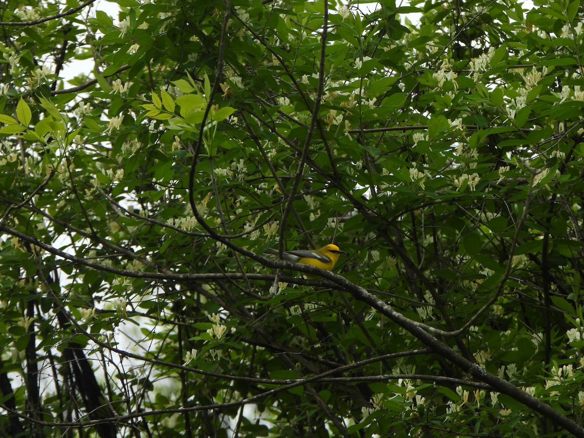 Blue-winged Warbler - ML638327359