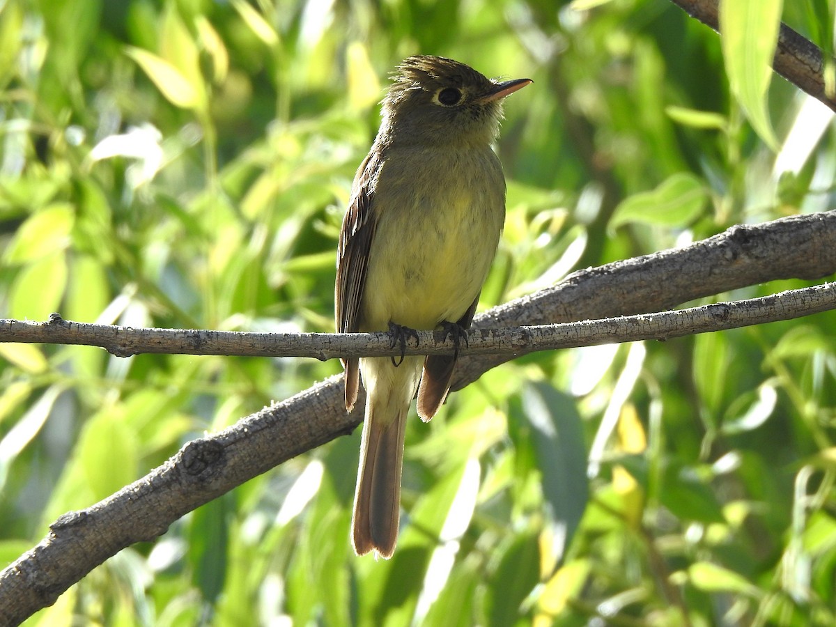 Western Flycatcher (Cordilleran) - ML638327361