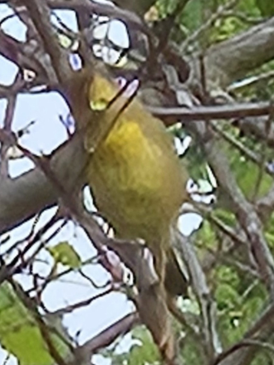 Common Yellowthroat - ML638327362