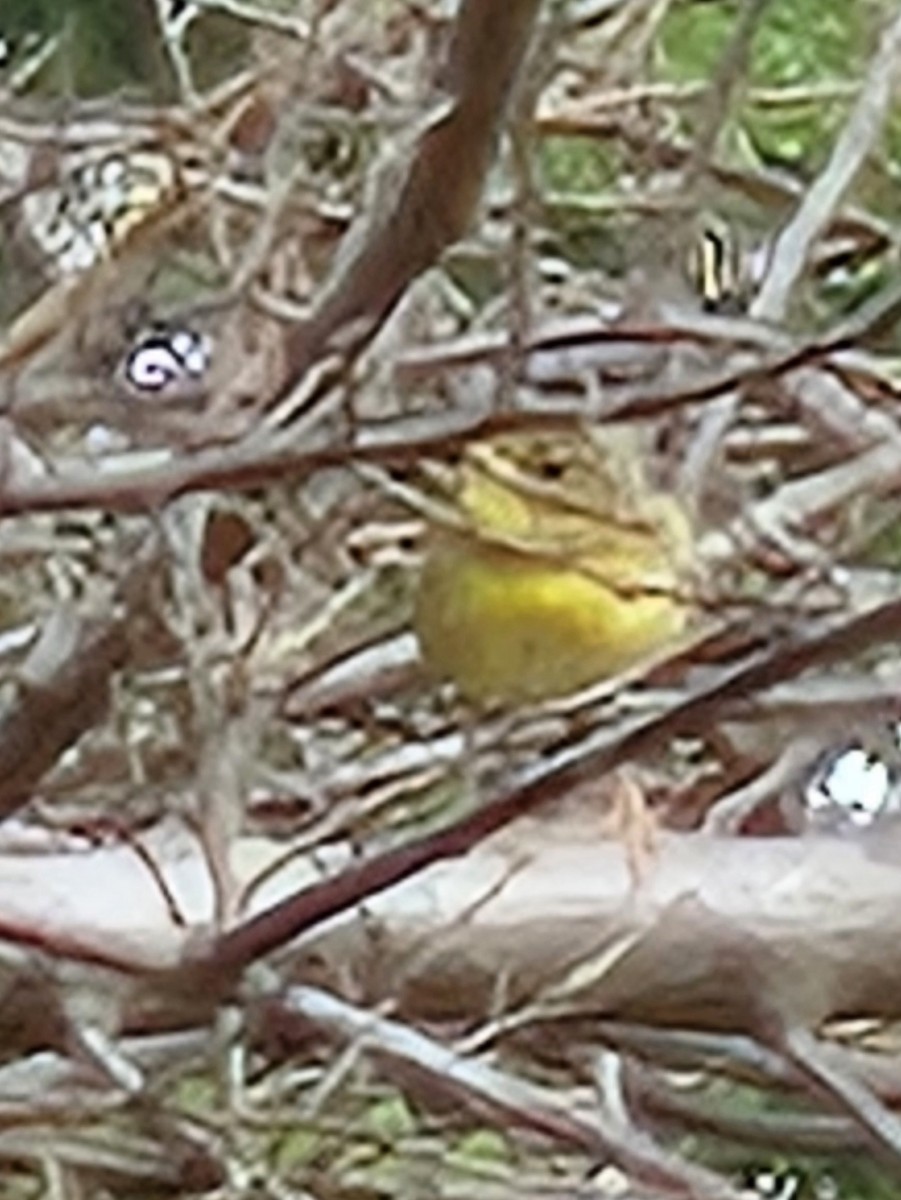 Common Yellowthroat - ML638327364