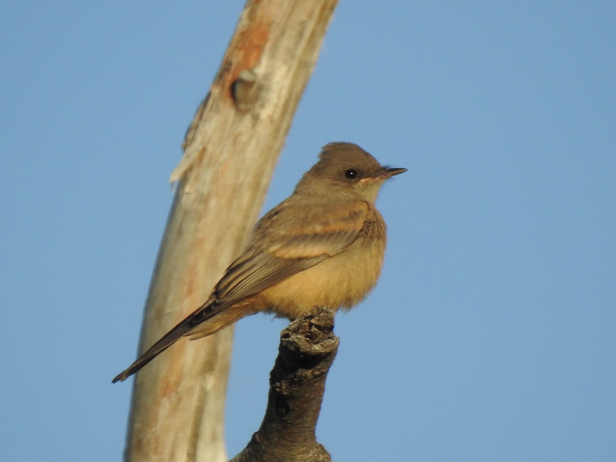 Say's Phoebe - ML638327370