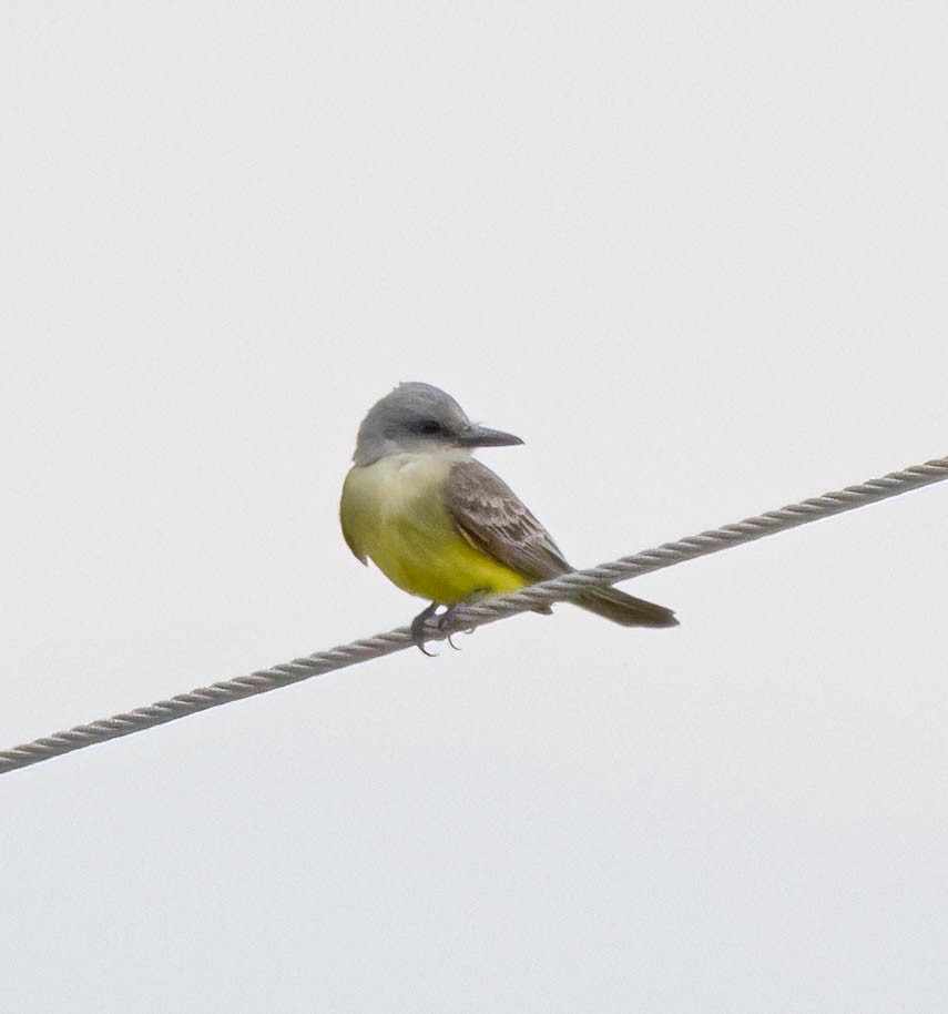 Tropical Kingbird - ML638327376